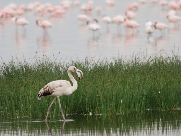 Lake Nakuru Lodge - Bird Watching 